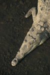 Остромуцунест крокодил    