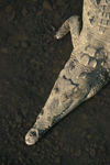 American Crocodile    Crocodylus acutus