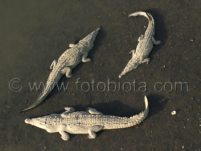      Crocodylus acutus