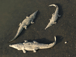 American Crocodile    