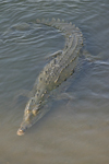 American Crocodile    
