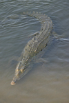 American Crocodile    Crocodylus acutus