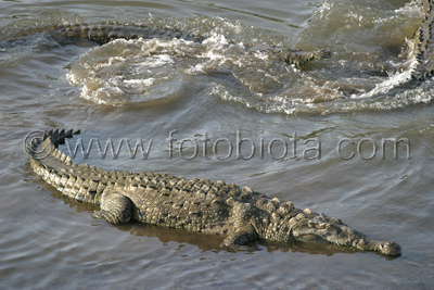      Crocodylus acutus