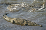 American Crocodile    