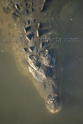      Crocodylus acutus