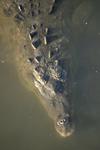 American Crocodile    Crocodylus acutus