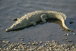 American Crocodile    Crocodylus acutus