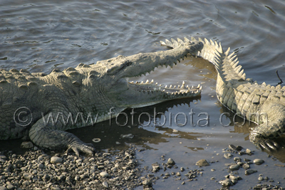      Crocodylus acutus