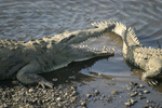 American Crocodile    