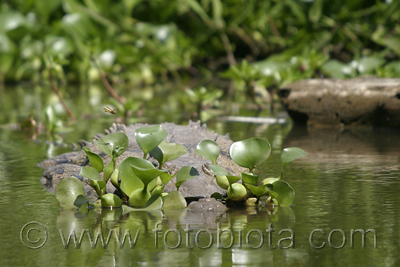      Crocodylus acutus