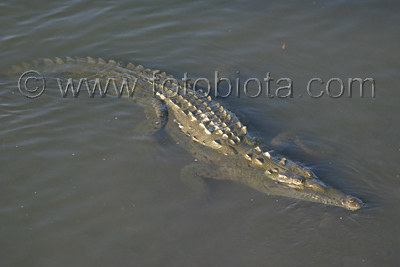      Crocodylus acutus