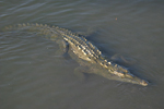 American Crocodile    Crocodylus acutus