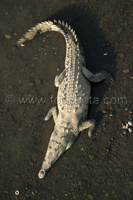      Crocodylus acutus