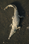 Остромуцунест крокодил    Crocodylus acutus