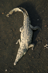 American Crocodile    Crocodylus acutus