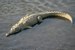 Остромуцунест крокодил    Crocodylus acutus