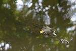 American Crocodile    