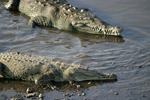 American Crocodile    Crocodylus acutus