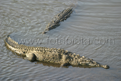      Crocodylus acutus