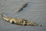 American Crocodile    Crocodylus acutus