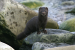 American Mink   Mustela vison