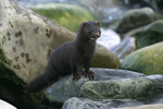 American Mink    Mustela vison 