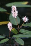 Amphibious Bistort   Persicaria amphibia