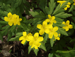      Anemone ranunculoides