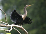 Anhinga    Anhinga anhinga