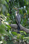 Anhinga    