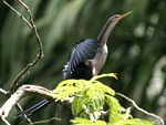      Anhinga anhinga