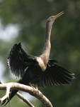      Anhinga anhinga