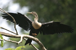 Anhinga    Anhinga anhinga