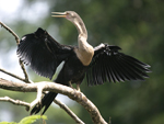 Anhinga    