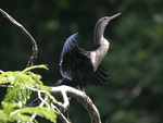 Anhinga    