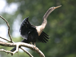      Anhinga anhinga