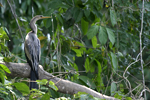 Anhinga    