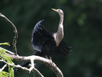      Anhinga anhinga