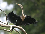      Anhinga anhinga