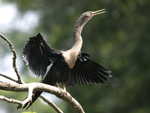 Anhinga    Anhinga anhinga