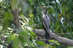      Anhinga anhinga