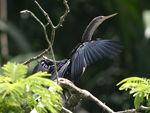 Anhinga    