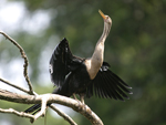 Anhinga    Anhinga anhinga