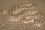 Arabian Horned Viper   