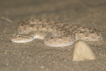 Arabian Horned Viper   Cerastes gasperettii