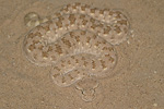 Arabian Horned Viper   