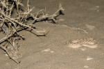 Arabian Horned Viper   