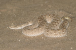 Arabian Horned Viper   Cerastes gasperettii