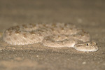 Arabian Horned Viper   