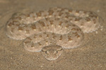 Arabian Horned Viper   